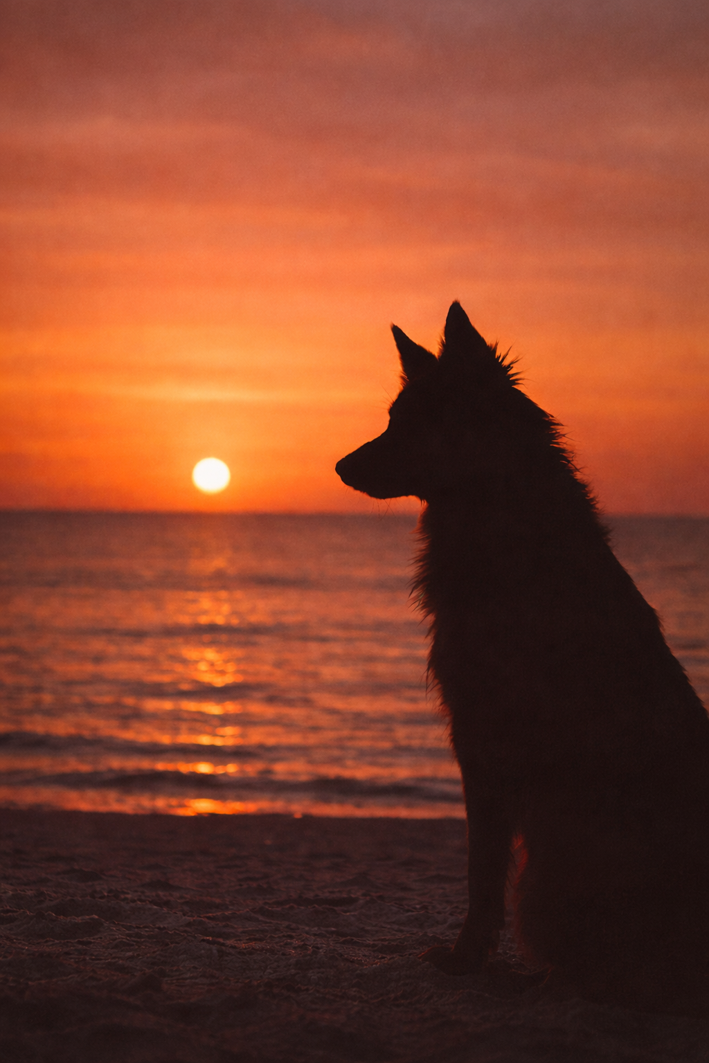 Silhouette d’un chien face au coucher du soleil sur la plage